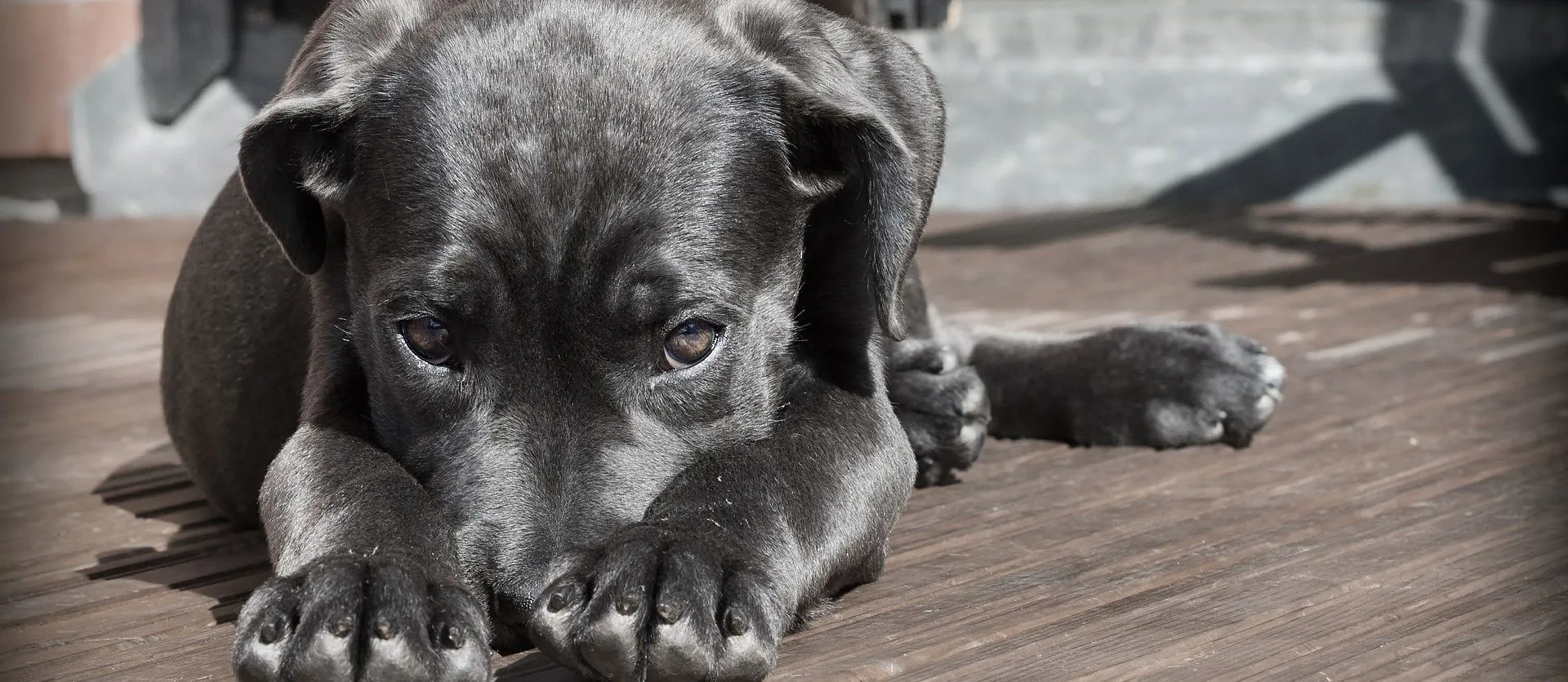 Lupus cutaneo nel cane