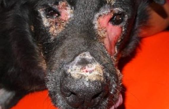 Lupus cutaneo in un cane