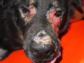 Lupus cutaneo in un cane