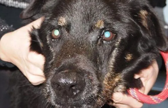 Lupus cutaneo in un cane
