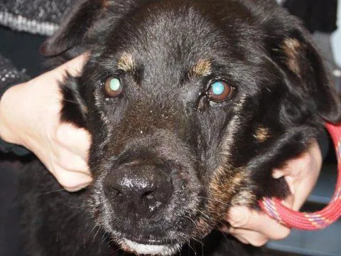 Lupus cutaneo in un cane