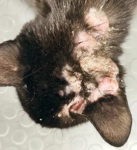 Dermatiti allergiche nel gatto