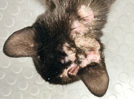 Dermatiti allergiche nel gatto