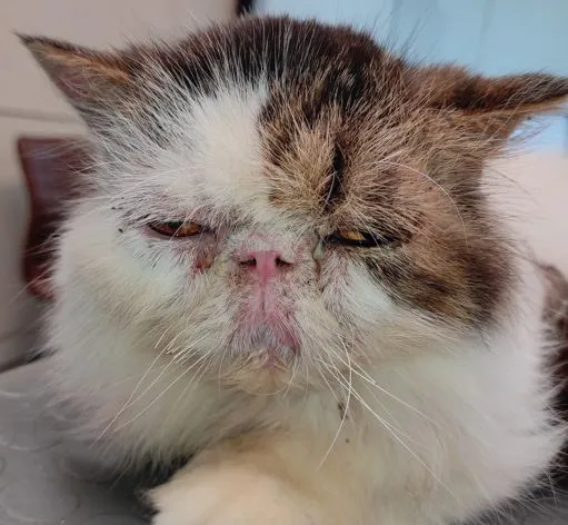Sindrome atopica cutanea felina