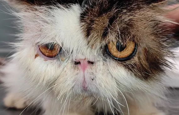 Sindrome atopica cutanea felina